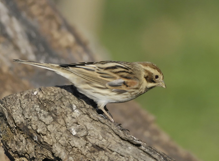 Migliarino malinconico - Emberiza schoeniclus